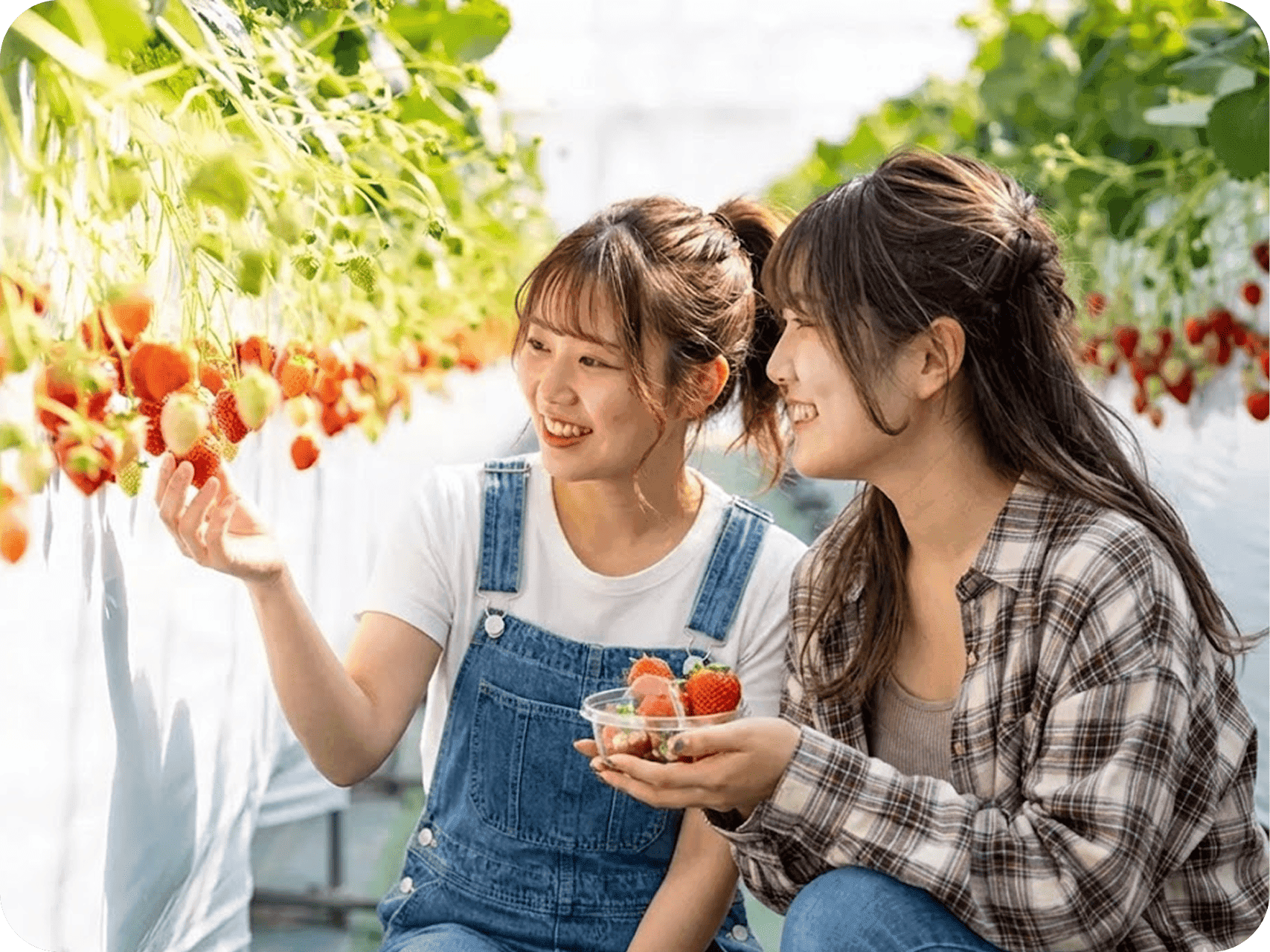 김포 딸기 농장 - 딸기 따기 체험